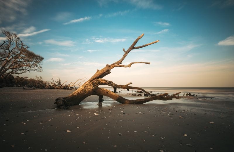 Dead Tree At Botany Bay Sc