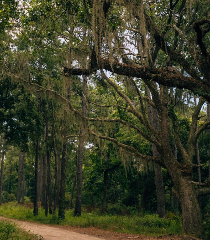 Moss On Trees During Driving Tour At Botany Bay