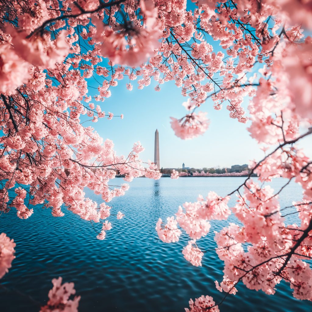 From the blue of the Tidal Basin water to the pink of a blooming