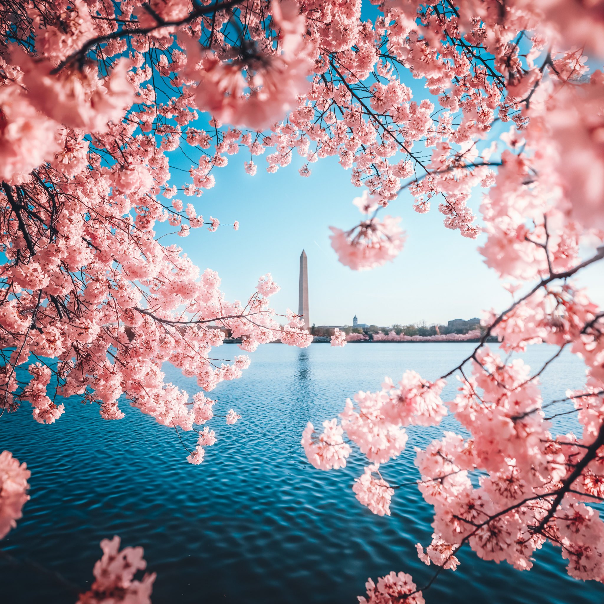 Cherry Blossoms DC 2024 Peak Bloom Prediction and Travel Guide