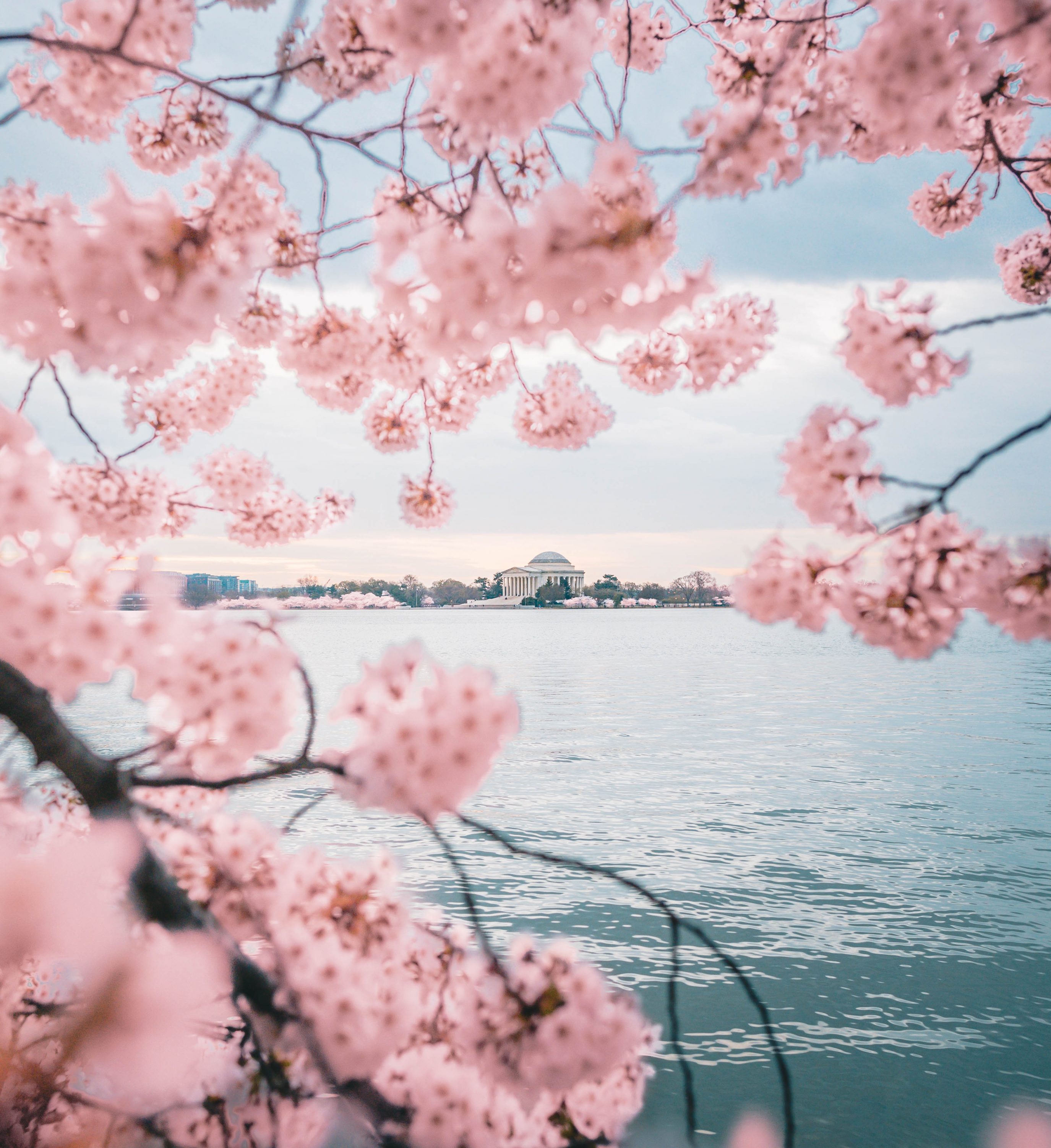 Jefferson Memorial Peak Bloom Cherry Blossoms