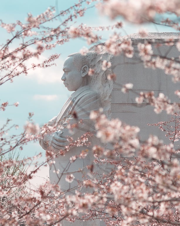 Mlk Memorial Cherry Blossoms By Zackowicz