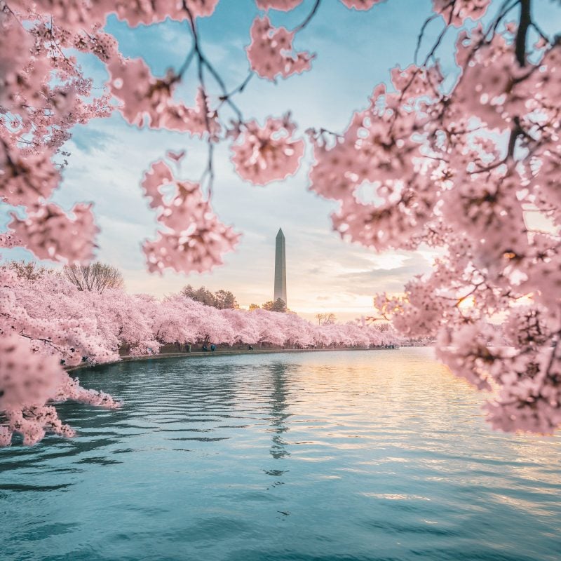 Washington Monument Peak Bloom Cherry Blossoms