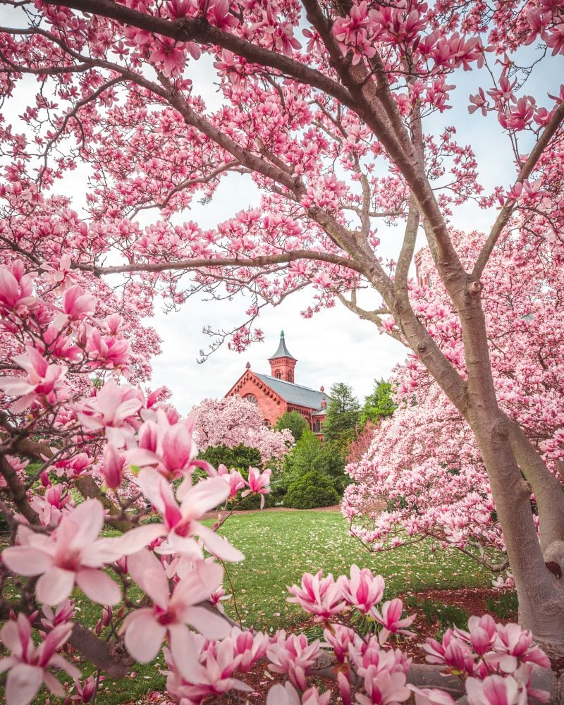 Magnolia Trees at Smithsonian Gardens