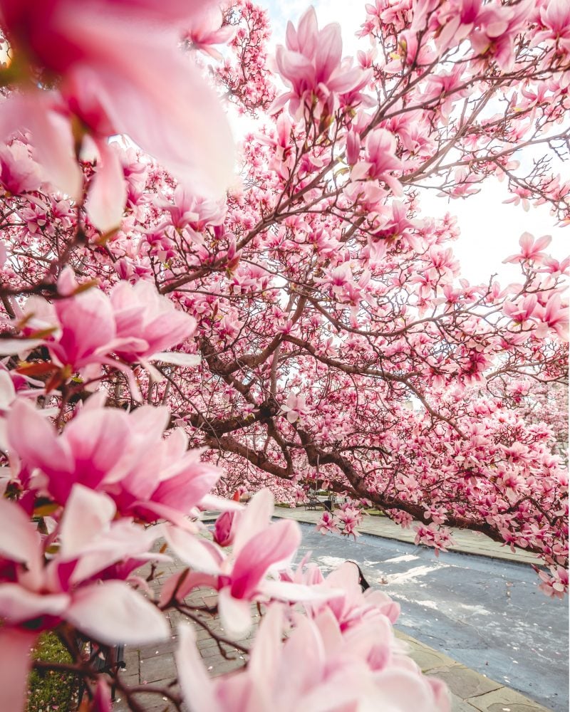 Magnolia Trees at Rawlins Park