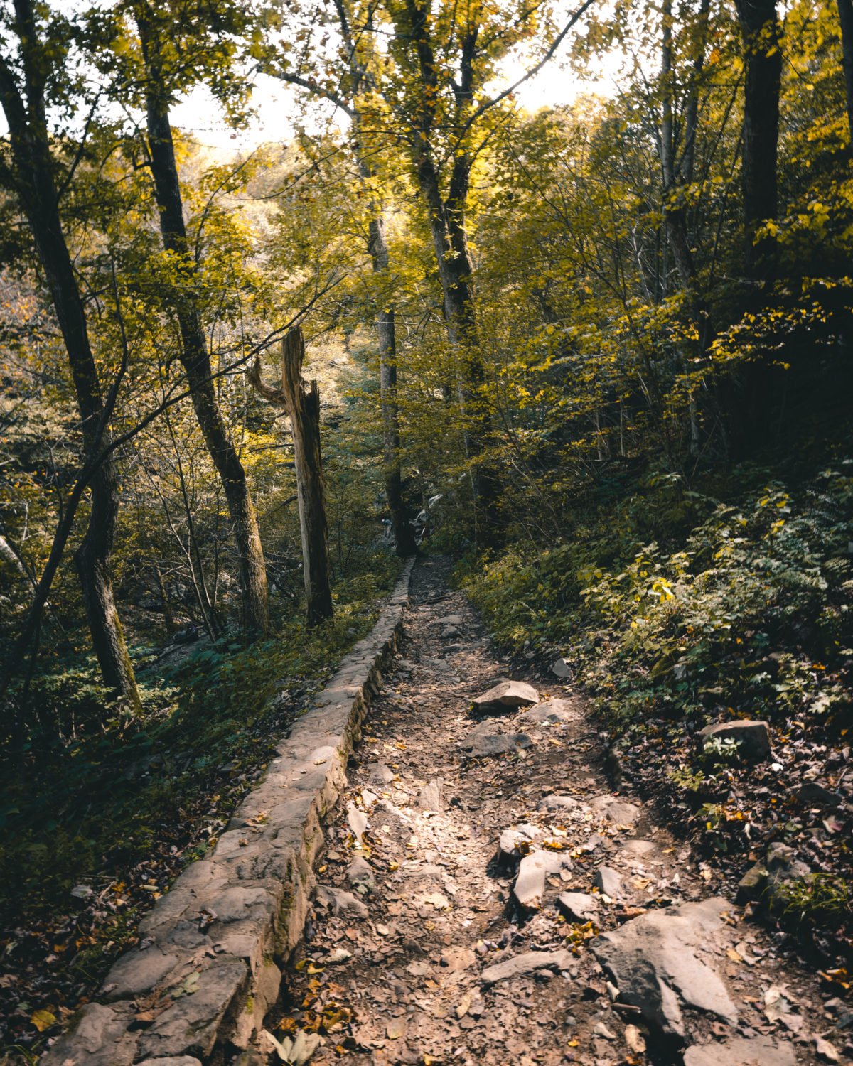 Dark Hollow Falls in Shenandoah National Park (Photos and Tips)