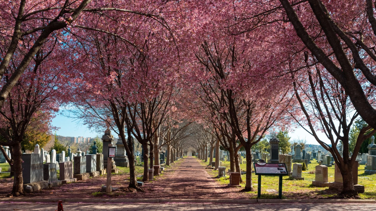 Visiting Congressional Cemetery In Washington Dc Photos