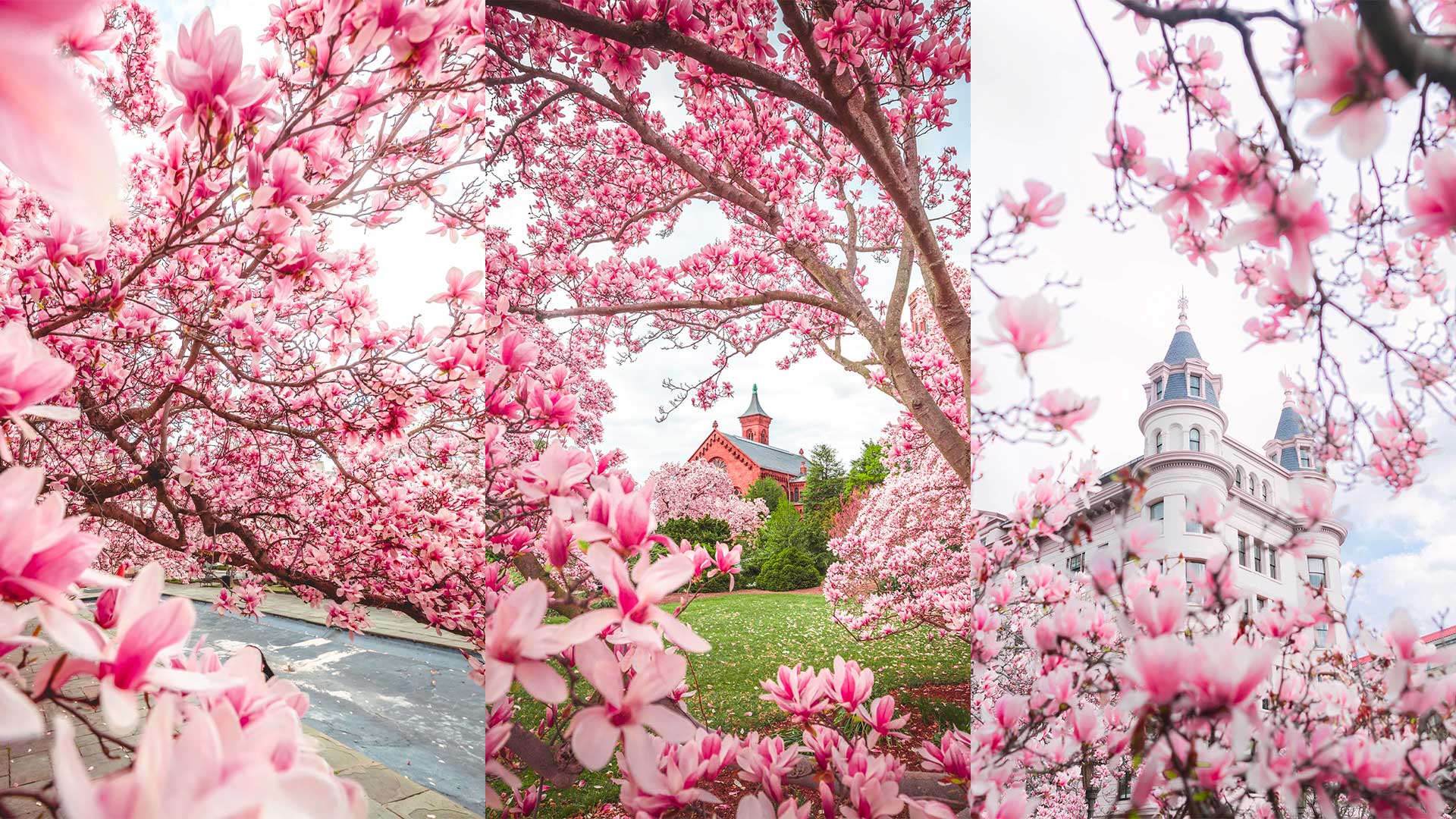 In Japan Magnolia Is Blooming Just Before The Cherry Blossom Stock