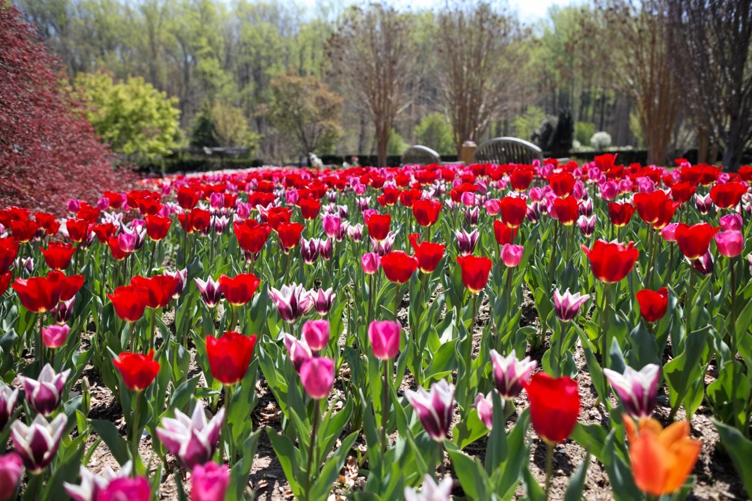 Washington DC Tulip Fields Where to See Tulips in DC