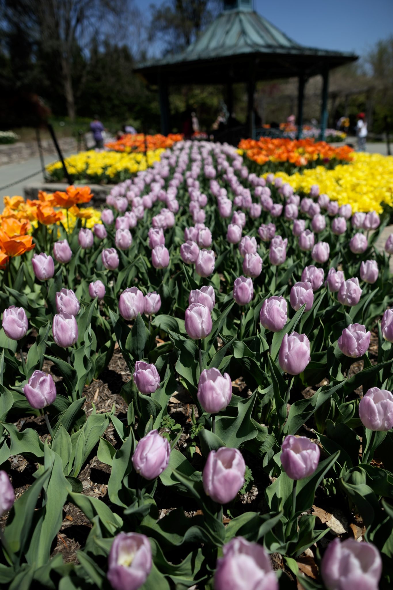 Washington DC Tulip Fields Where to See Tulips in DC