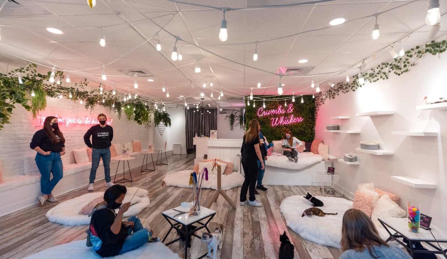 Visiting Washington DC's Cat Cafe Crumbs and Whiskers (Photos)