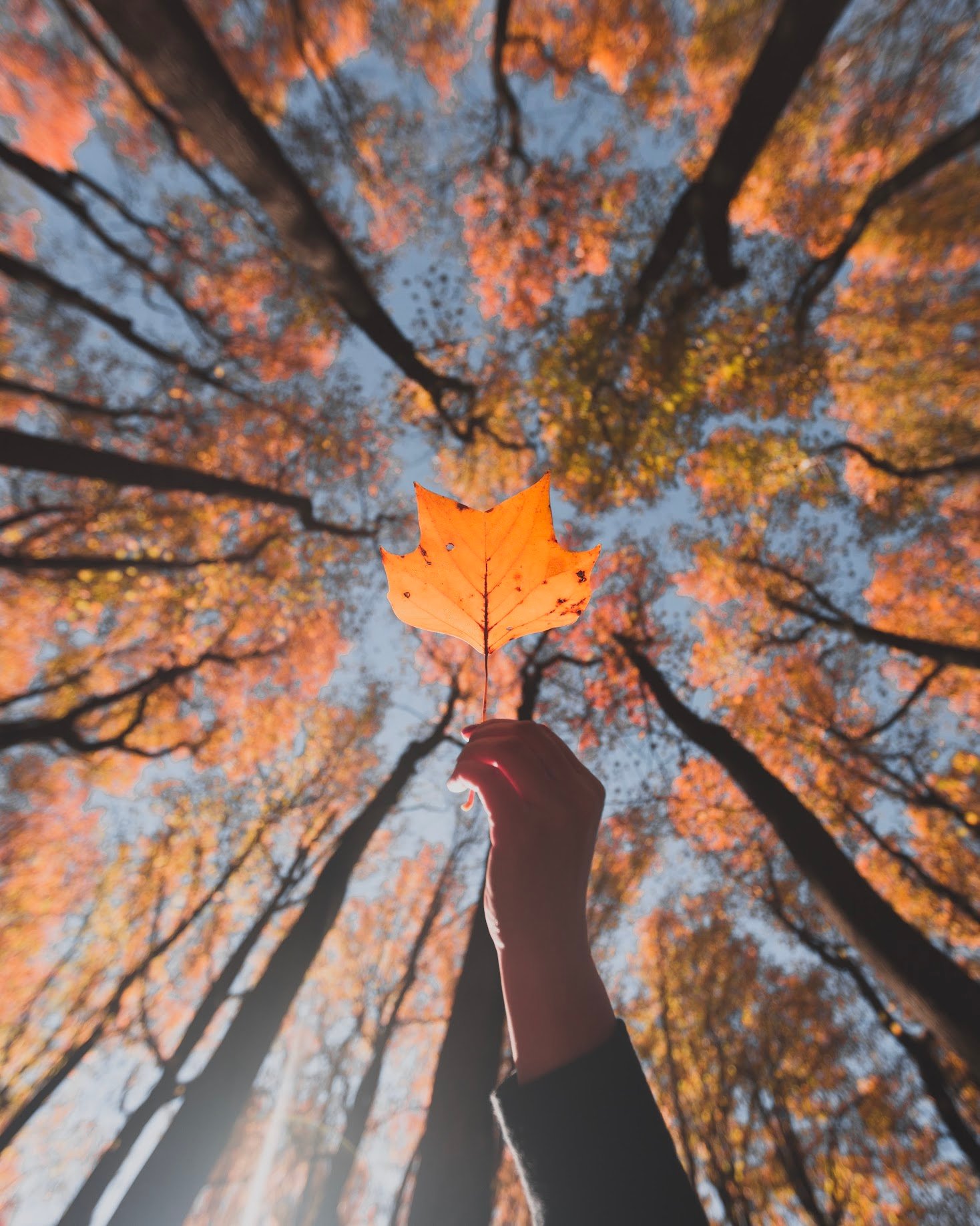 Fall for Color : CityCenterDC