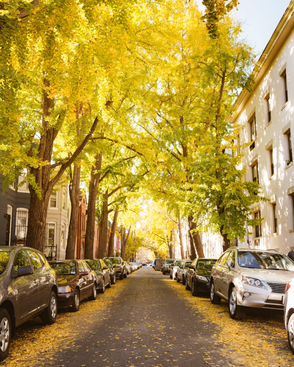 Fall colors at Swann Street in DC