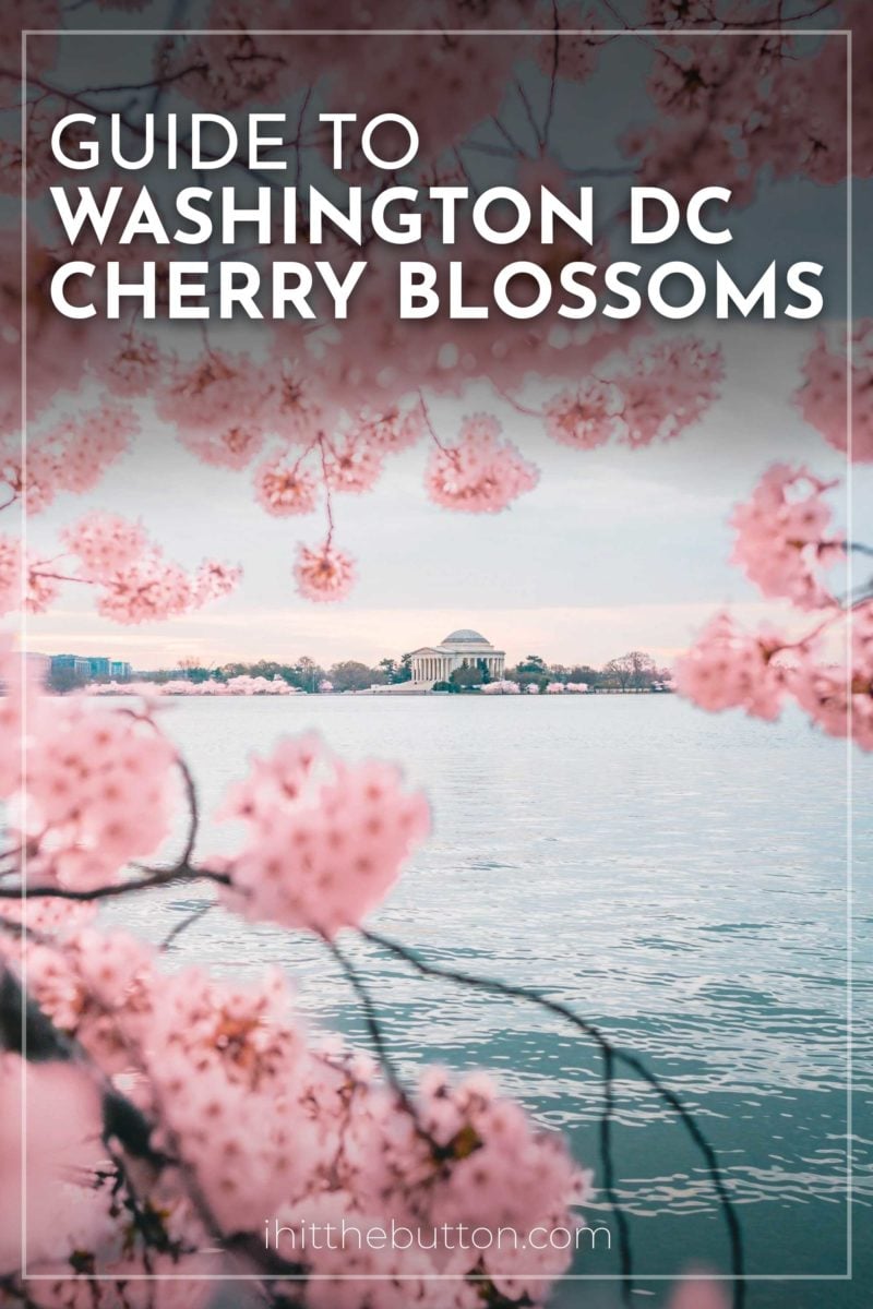 Washington, DC Cherry Blossoms 2022: Peak Bloom Prediction – NBC4