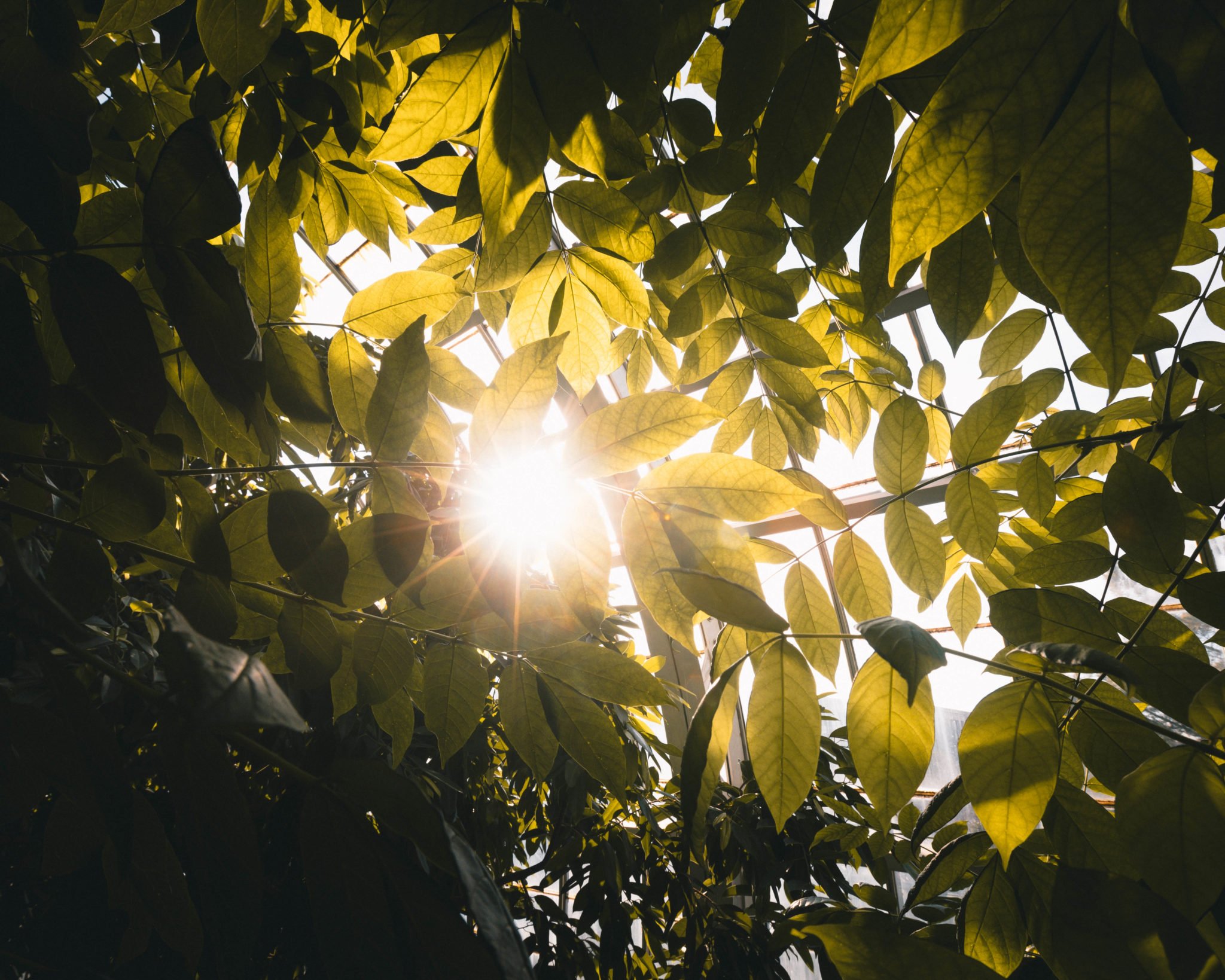 United States Botanic Garden in Washington D.C. (Photos)