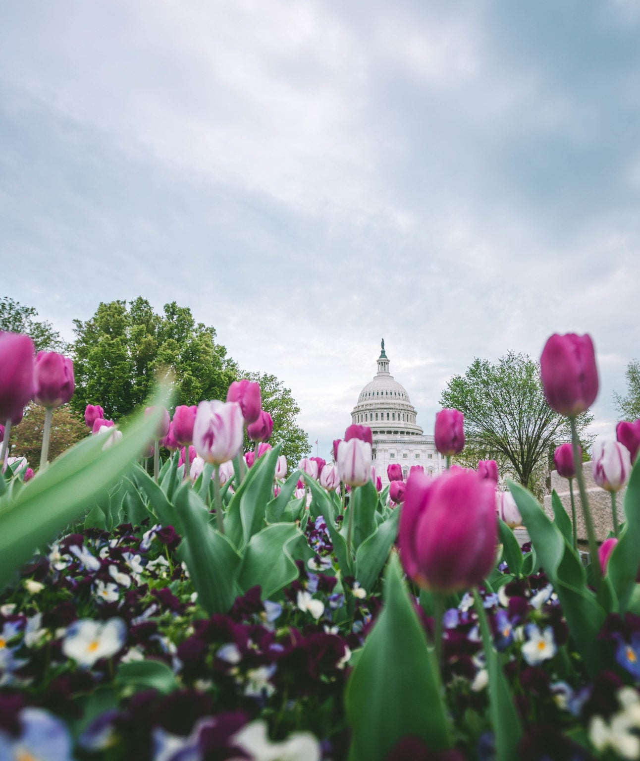 Washington DC Tulip Fields Where to See Tulips in DC