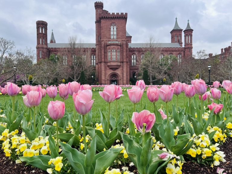 Washington DC Tulip Fields Where to See Tulips in DC