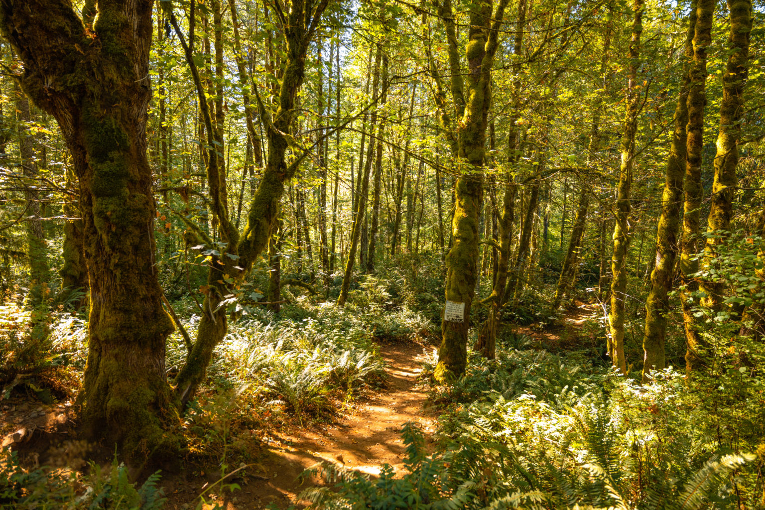 Abiqua Falls The Photographer's Guide