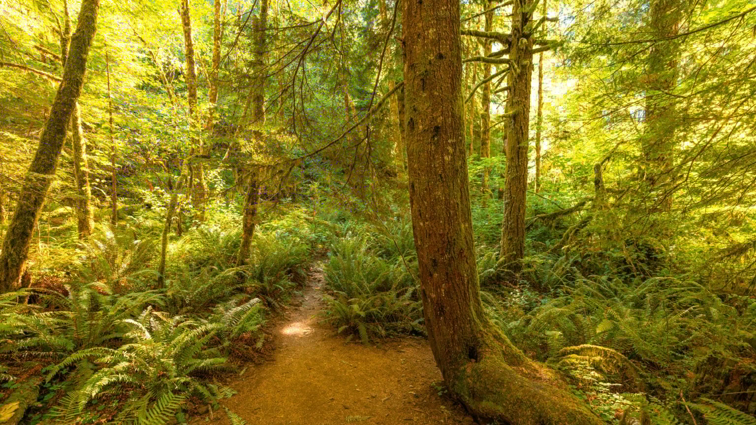 Abiqua Falls The Photographer's Guide