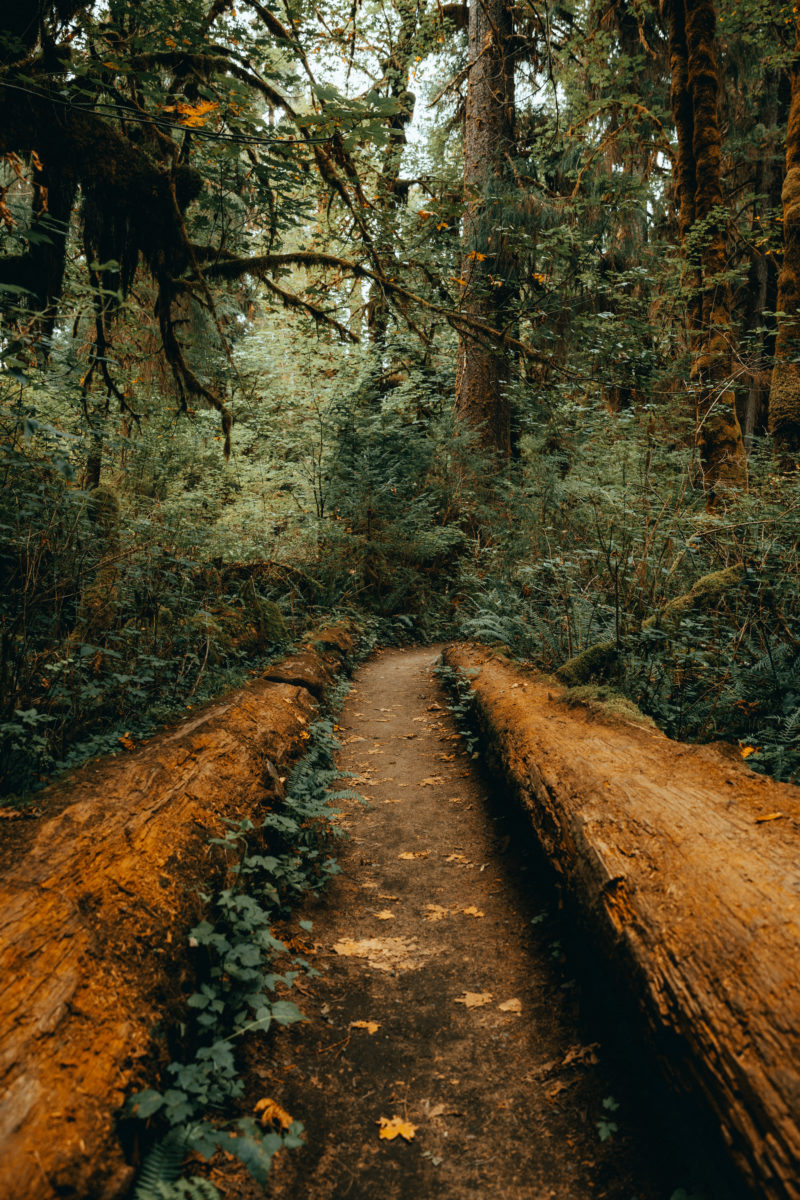 Hoh Rainforest: Hall of Mosses & Spruce Nature Trail