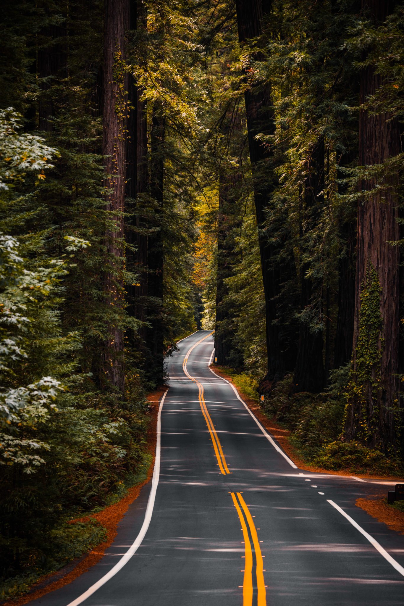 Avenue of the Giants: A Stunning Drive in Northern California