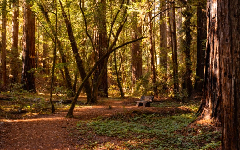 Escape to Hendy Woods: Your Northern California Redwood Retreat