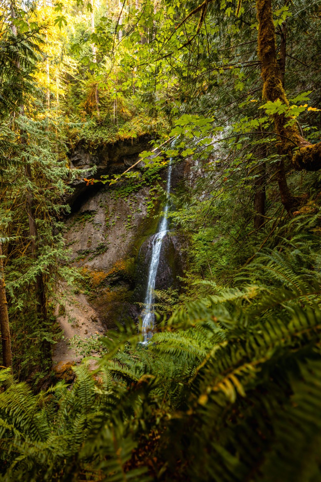 Marymere Falls in Olympic National Park: Photos & Travel Guide