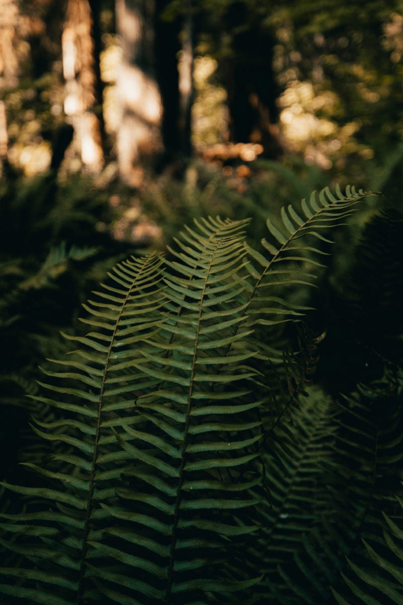 Ferns near Marymere Falls, Washington