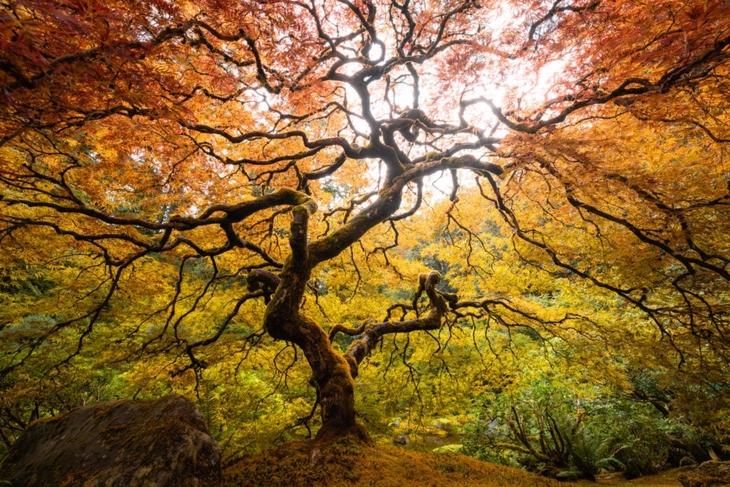 Bonsai tree in Portland Japanese Garden