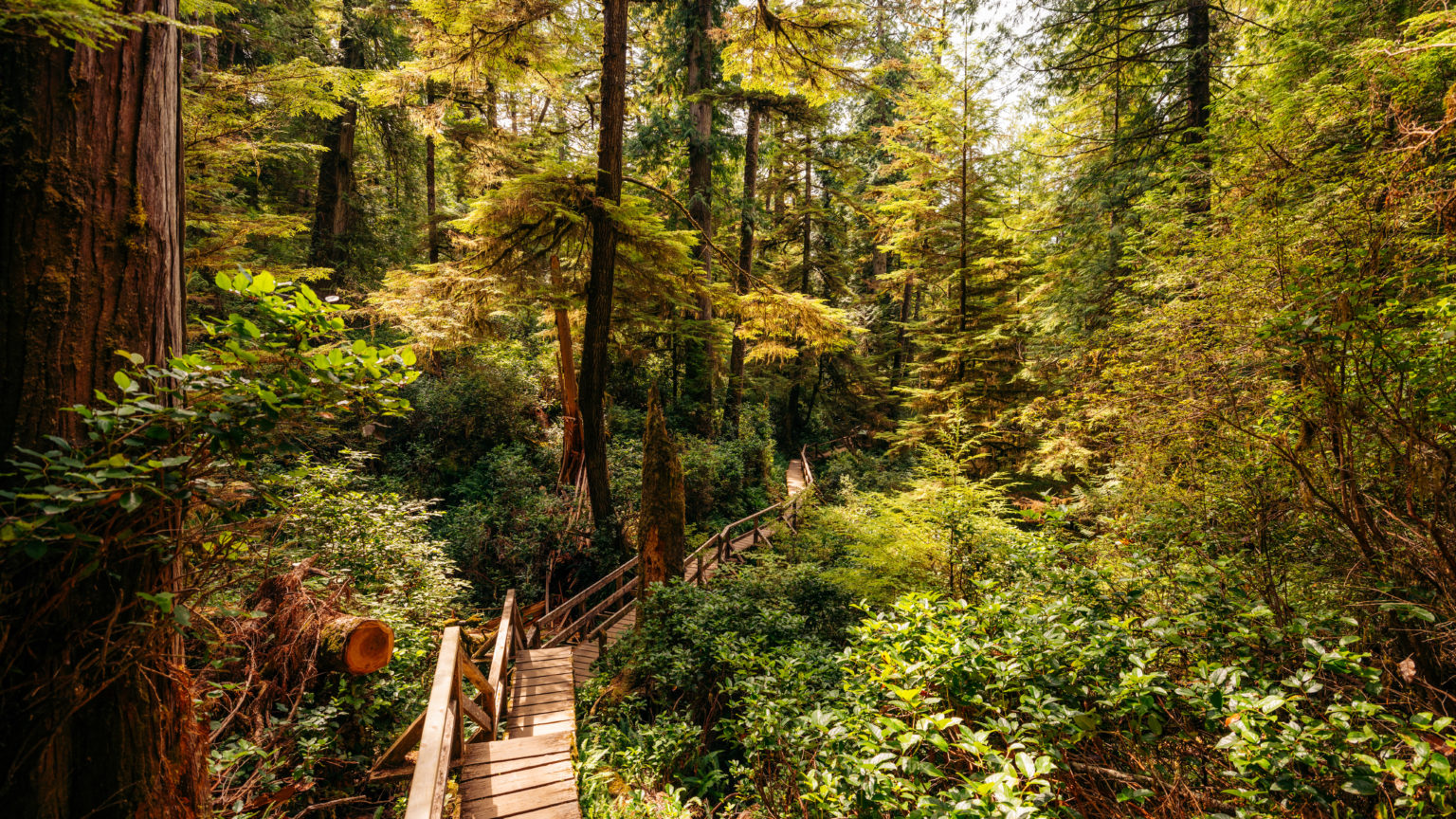 Rainforest Trail on Vancouver Island: Best Hike Near Tofino