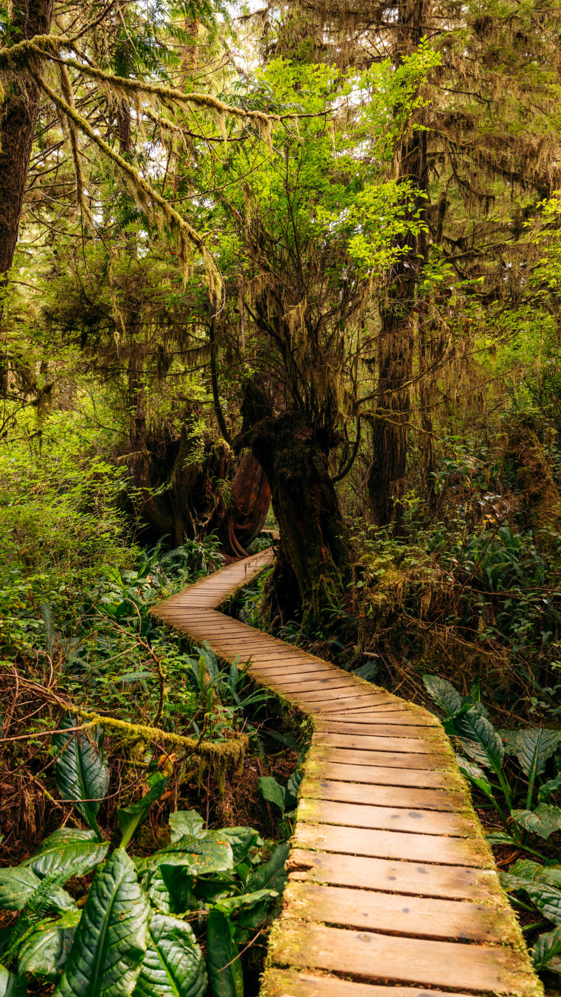 Rainforest Trail On Vancouver Island: Best Hike Near Tofino