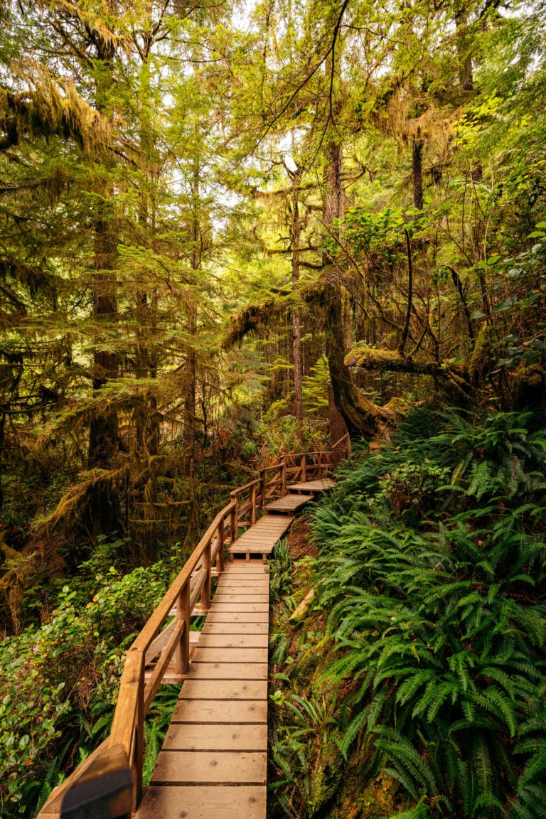 Rainforest Trail on Vancouver Island: Best Hike Near Tofino