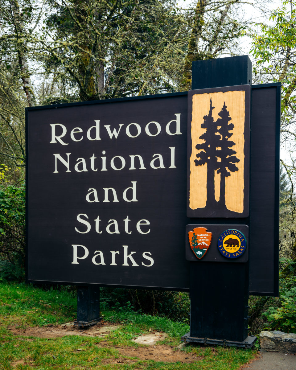 Redwood National Park: Photographing This Iconic Forest