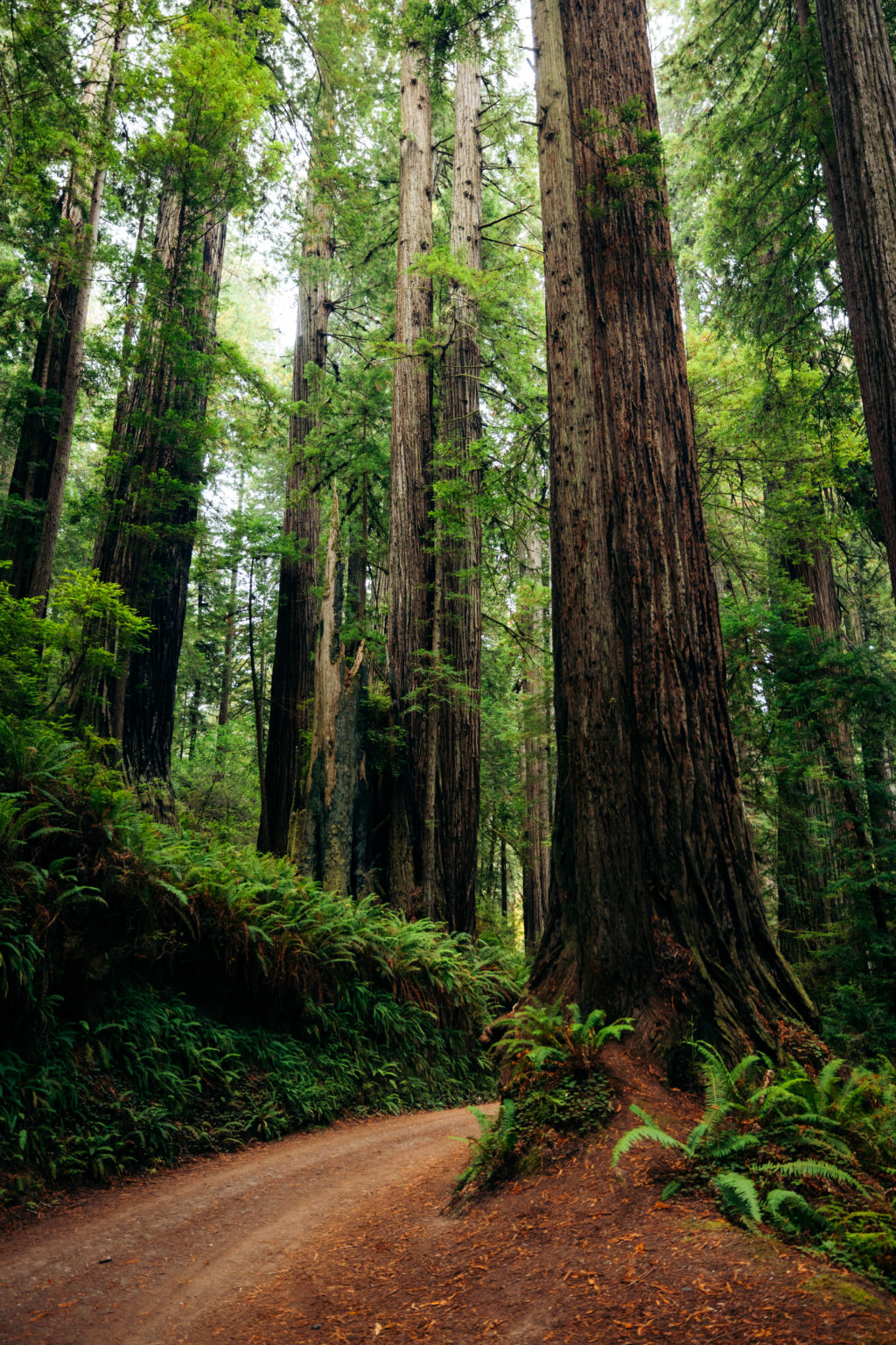 Redwood National Park Photographing This Iconic Forest