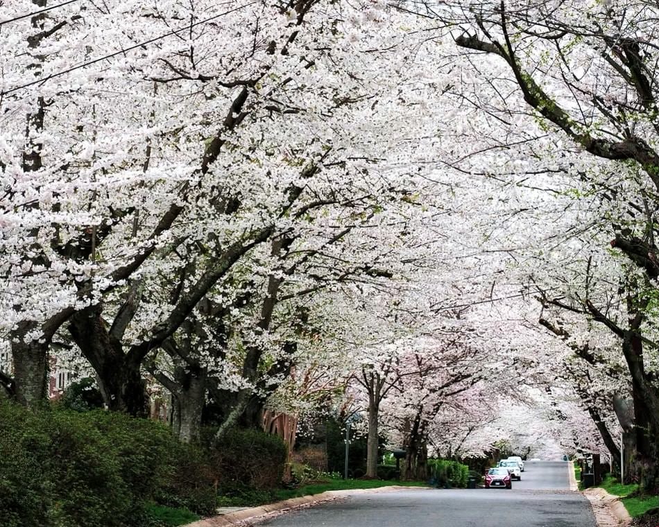 Cherry Blossoms in Washington D.C. Away From Tidal Basin – Travels