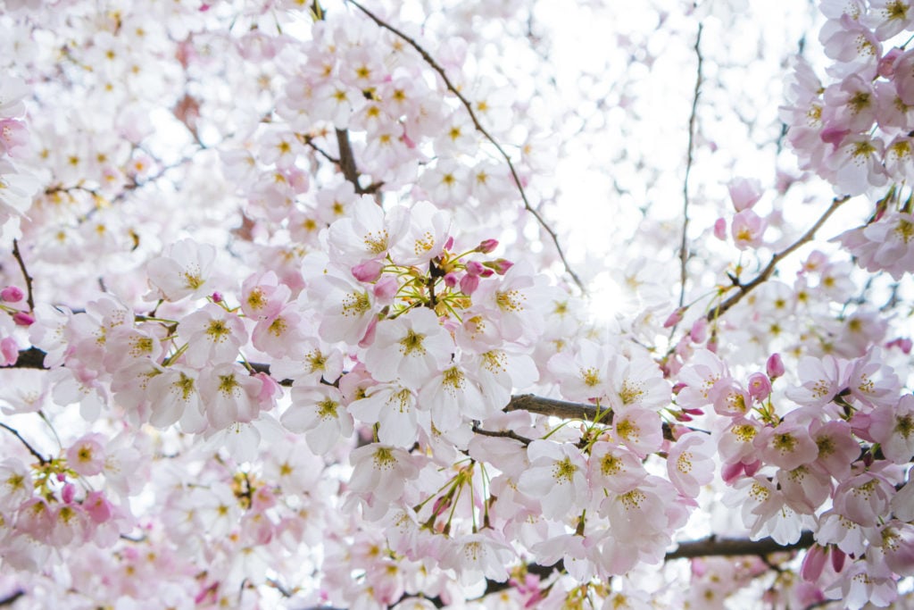 Close up cherry blossoms