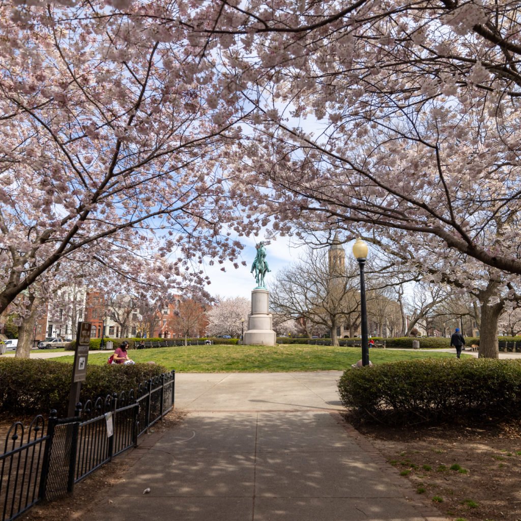 Cherry blossom trees at Stanton Park in Washington DC