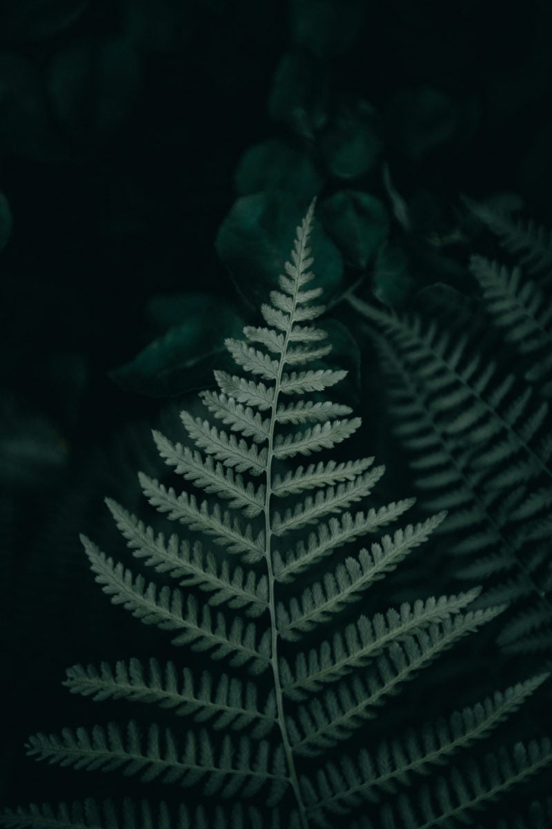 Close up of ferns in forest