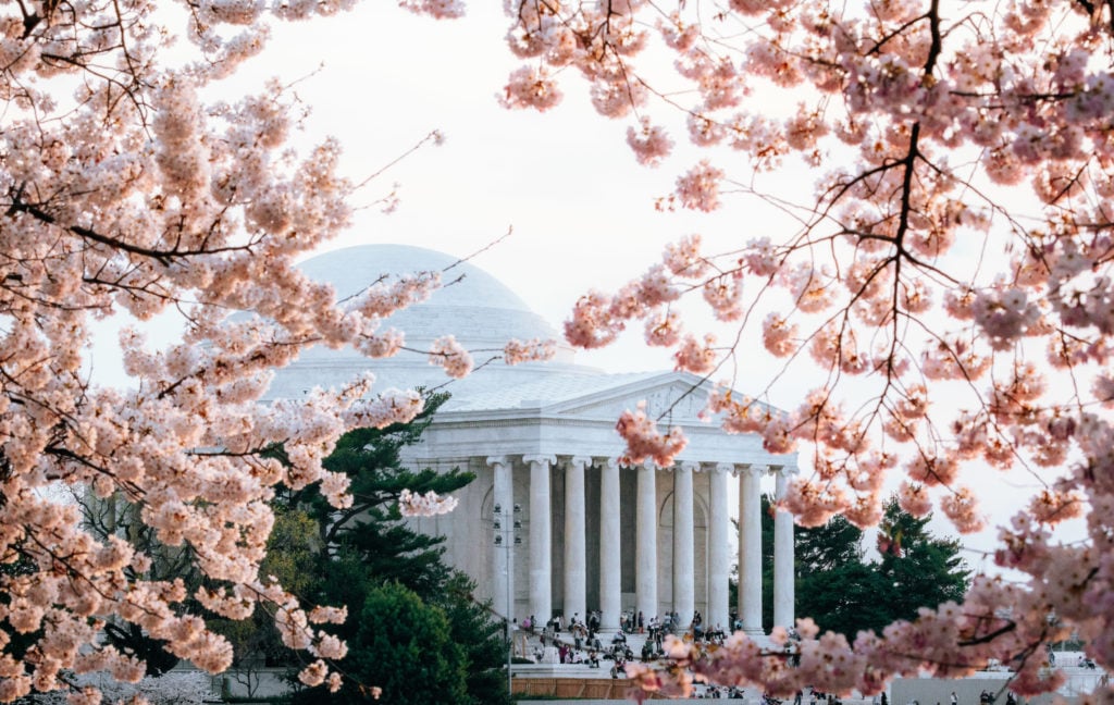 Cherry Blossoms around the Jefferson Memorial