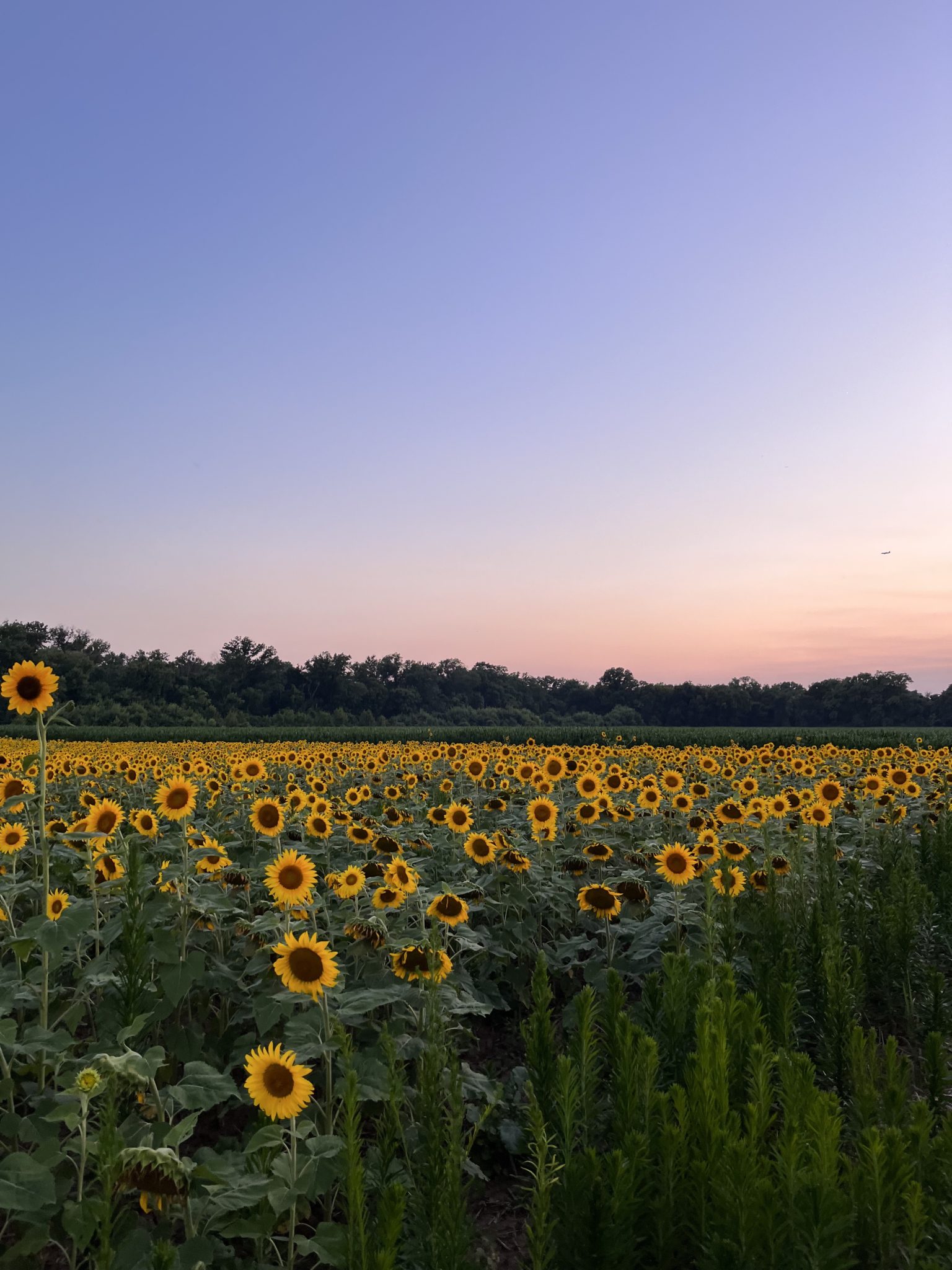 Sunflower Fields at McKee-Beshers in Maryland (2023 Guide)